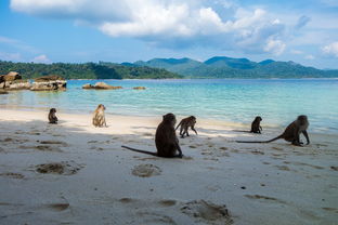 kaiyun网站-世界沙滩龙舟锦标赛中国团队表现优异，国际龙舟锦标赛